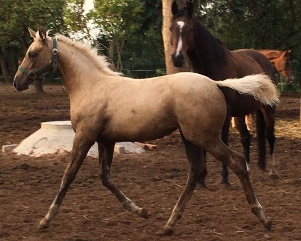 broodmare Ulliulli's Bergblume (Trakehner, 2017, from Allthegoldnftknox xx)