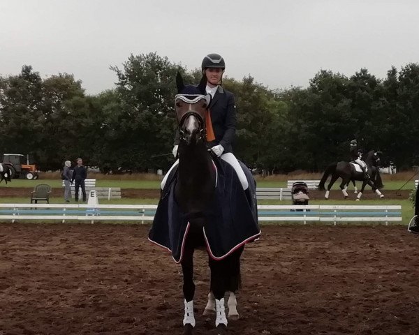 dressage horse Flummi 28 (Oldenburg, 2015, from Foundation 2)