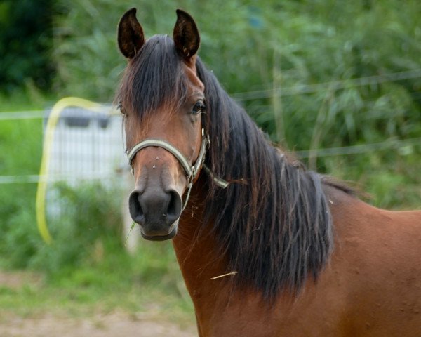 Pferd Amuna (Arabisches Halbblut / Partbred, 2018, von Abd El Allat EAO)