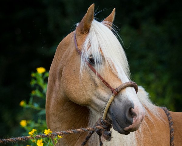 dressage horse N`Special Agent Obi (5,49% ox) (Edelbluthaflinger, 2002, from Nevio)