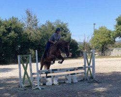 jumper Lagano (Holsteiner, 2013, from Ciacomo)