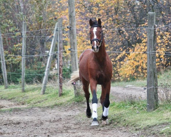 Dressurpferd De Corian (Deutsches Sportpferd, 2011, von De Janeiro)