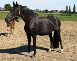 broodmare Rubin Paloma SN (Westphalian, 2002, from Rubin Star N)