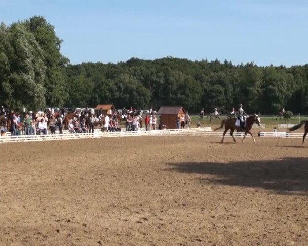 Reitsporttage an der Führser Mühle 2013
