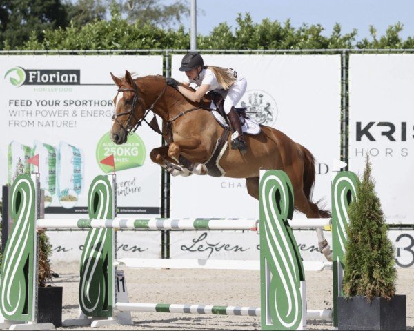 Springpferd Quebec vd Middelstede (Belgisches Warmblut, 2016, von Tangelo van de Zuuthoeve)