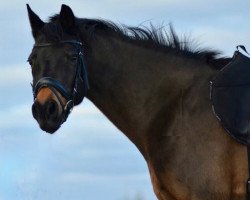 Zuchtstute Holsteins Jasmin (Deutsches Reitpony, 1998, von Mahrdorf Trabant)