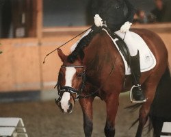 dressage horse Montana 702 (German Riding Pony, 2006)