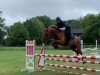 jumper Fidelius 37 (Hanoverian, 2012, from Foundation 2)