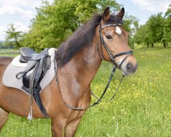 Springpferd Mermaid's Max (New-Forest-Pony, 2004, von Burley Phantom)