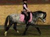 Dressurpferd Hennessy 108 (Welsh Mountain Pony (Sek.A), 2004, von Springbourne Herian)