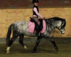 dressage horse Hennessy 108 (Welsh mountain pony (SEK.A), 2004, from Springbourne Herian)