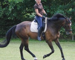 dressage horse Chablis (Oldenburg, 2009, from Swagman 2)