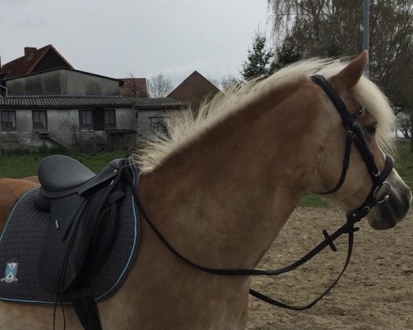 horse Ulme (Haflinger, 2002, from liz. 101/T Amadeus)