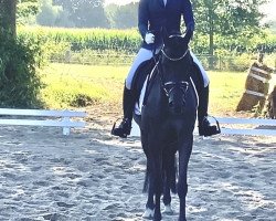 Dressurpferd Gucci 106 (Deutsches Reitpony, 2012, von FS Golden Highlight)