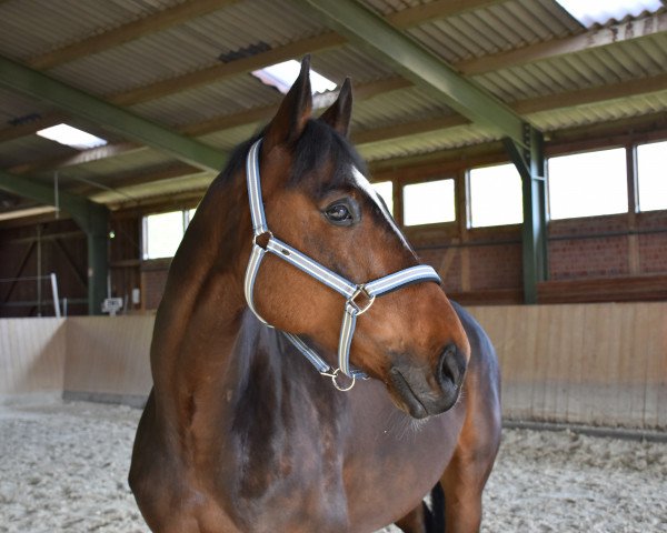 jumper Alfons 55 (German Sport Horse, 2009, from Alvalon)