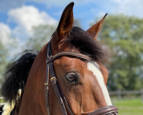 horse Amiro’s Gold (Irish Sport Horse, 2012, from NC Amiro)