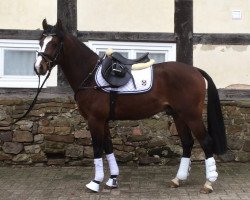 jumper Dutch Bob (Welsh, 2011, from De Goede Ree's Metall)