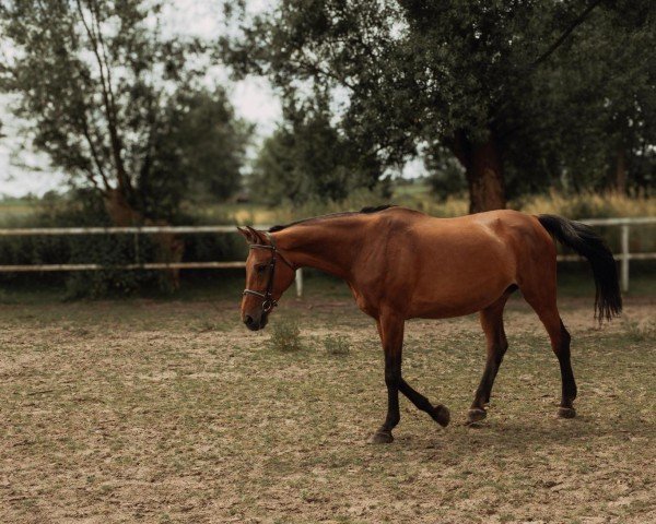 horse La’Libertina (Westphalian, 2002, from Laomedon)