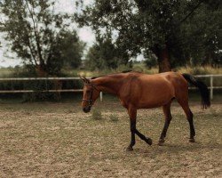 horse La’Libertina (Westphalian, 2002, from Laomedon)