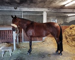 horse Bailey Rose 4 (KWPN (Royal Dutch Sporthorse), 2006, from Epilot)