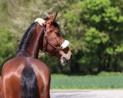 Springpferd Craving Canabis (Holsteiner, 2016, von Canabis Z)