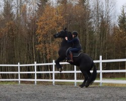 Pferd Froukje Fan Ikkerwald (Friese, 2001, von Jasper 336 P)