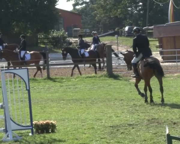 Reitsporttage an der Führser Mühle 2013