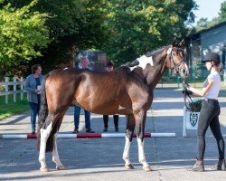 stallion Patronus (Trakehner, 2020, from Rhenium)