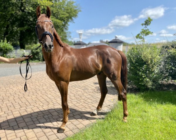 dressage horse Don‘t Touch Me J (German Riding Pony, 2017, from Dance Star AT)