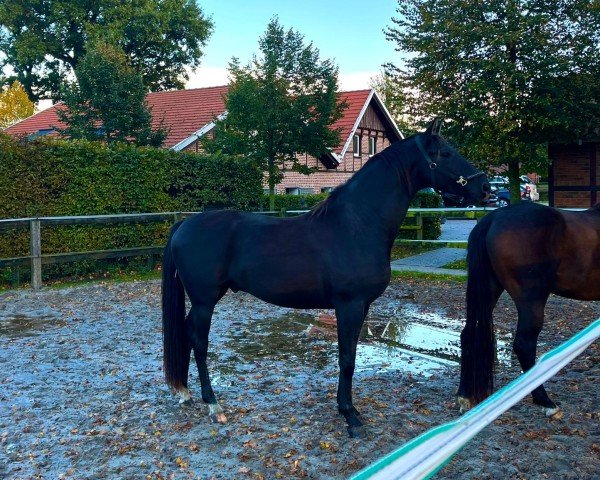 dressage horse Donatello (Oldenburg,  , from Donier)