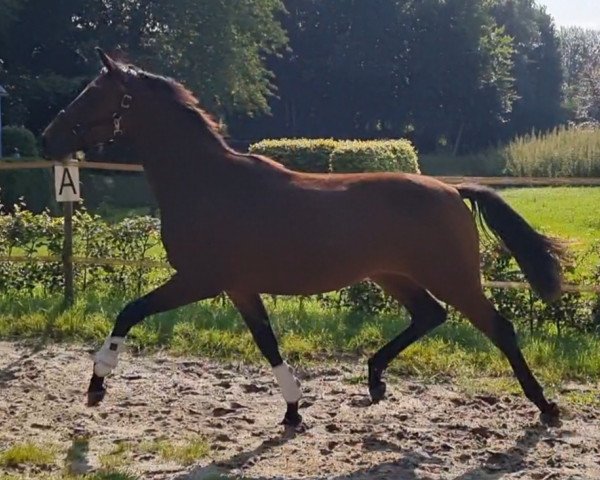 dressage horse Fame' S (KWPN (Royal Dutch Sporthorse), 2020, from Fürstenball)