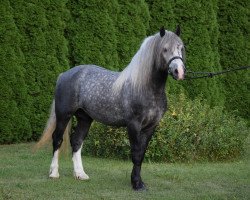 horse Arwidas (Polish Heavy Draft, 2017)