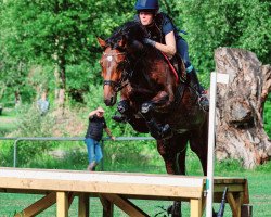 jumper Mighty Mcfly G (Hanoverian, 2013, from Mighty Magic)