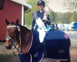 jumper Ballinamurra Lighting Fire (Irish Sport Horse, 2003)