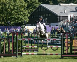 jumper Blues D'Aveline (Swiss Warmblood, 2012, from Baloussini)