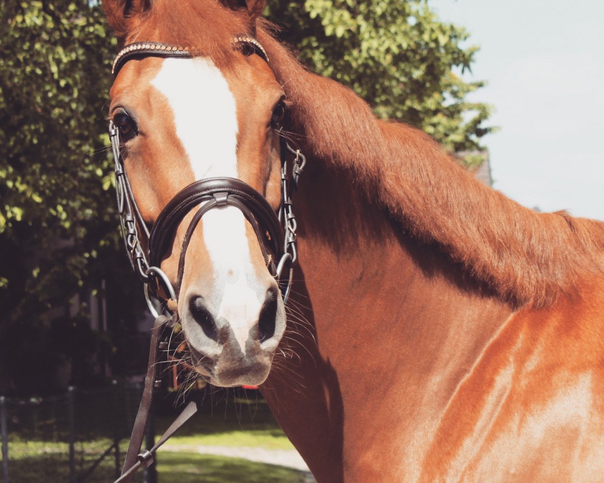 Springpferd Janneke P (KWPN (Niederländisches Warmblut), 2014, von Untouched)