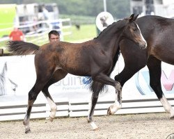 jumper Coco Crush (Oldenburg show jumper, 2021, from Conthalou)