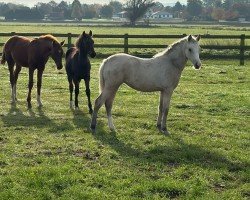 foal by Dear little Darling (German Riding Pony, 2024, from Dear Mr. Date AT)