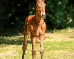 Pferd Hengst von Coupe de Coeur / Contendro I (Holsteiner, 2021, von Coupe de Coeur 2)