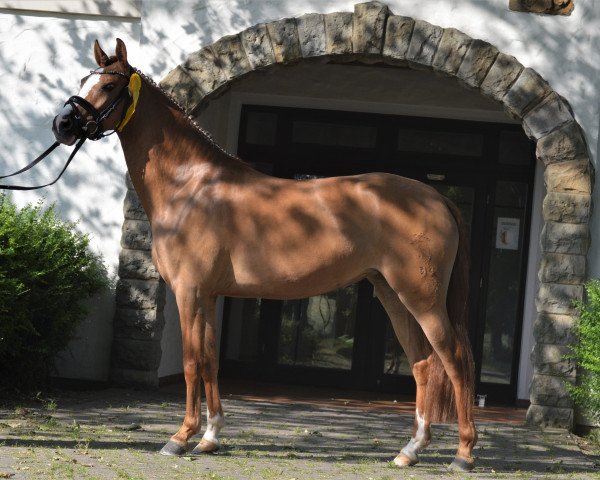 broodmare Cinderella 787 (German Riding Pony, 2017, from Dating At NRW)