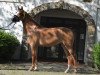 broodmare Cinderella 787 (German Riding Pony, 2017, from Dating At NRW)