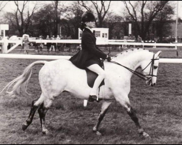 Pferd Swallowfield Game Hill (British Riding Pony, 1977, von Bwlch Hill Wind)