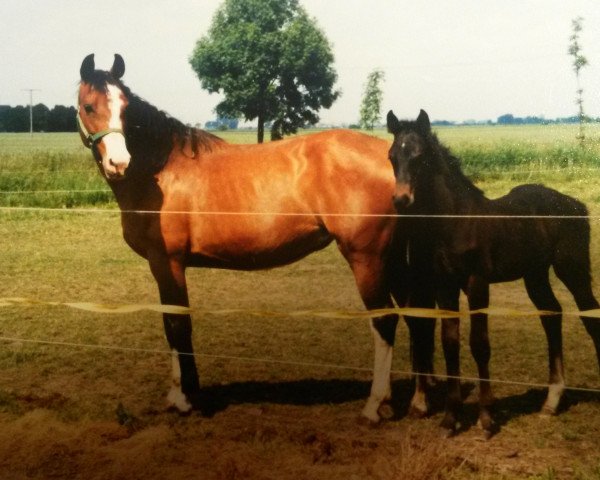 Zuchtstute Eunice (Holsteiner, 1990, von Alcatraz)