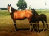 broodmare Eunice (Holsteiner, 1990, from Alcatraz)