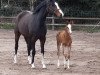 broodmare Amazing V 2 (Oldenburg show jumper, 2014, from Armitage)