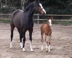 broodmare Amazing V 2 (Oldenburg show jumper, 2014, from Armitage)