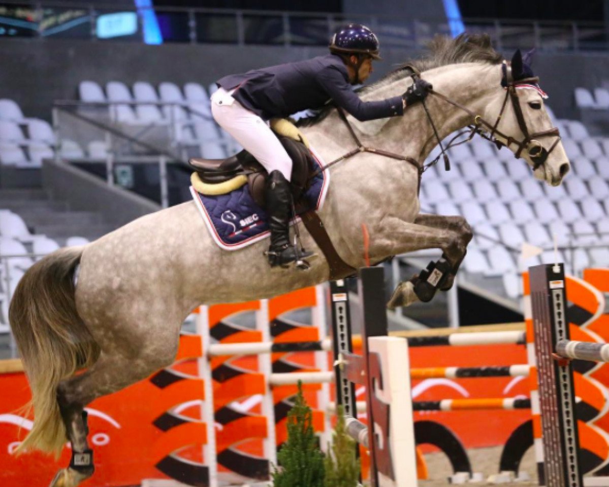 broodmare S.I.E.C. Lemon Tree (Oldenburg show jumper, 2009, from Livello)