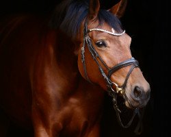 broodmare Roxanne 177 (Oldenburg, 2016, from Rock Forever II)