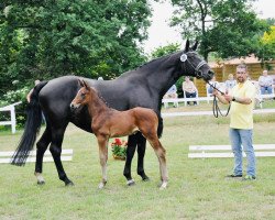 dressage horse Real Touch of Magic (Hanoverian, 2021, from Romero Rubin)