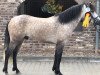 stallion Goblin King (Connemara Pony, 2016, from Dexter Leam Pondi)